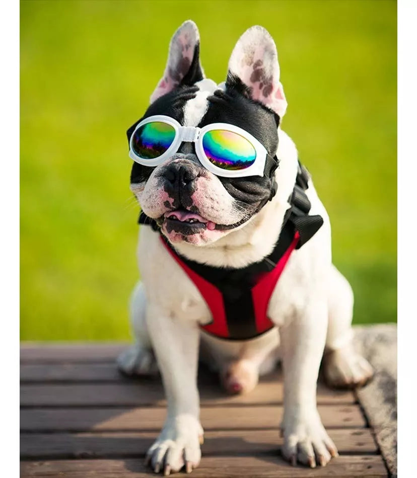 Gafas protectoras para mascotas